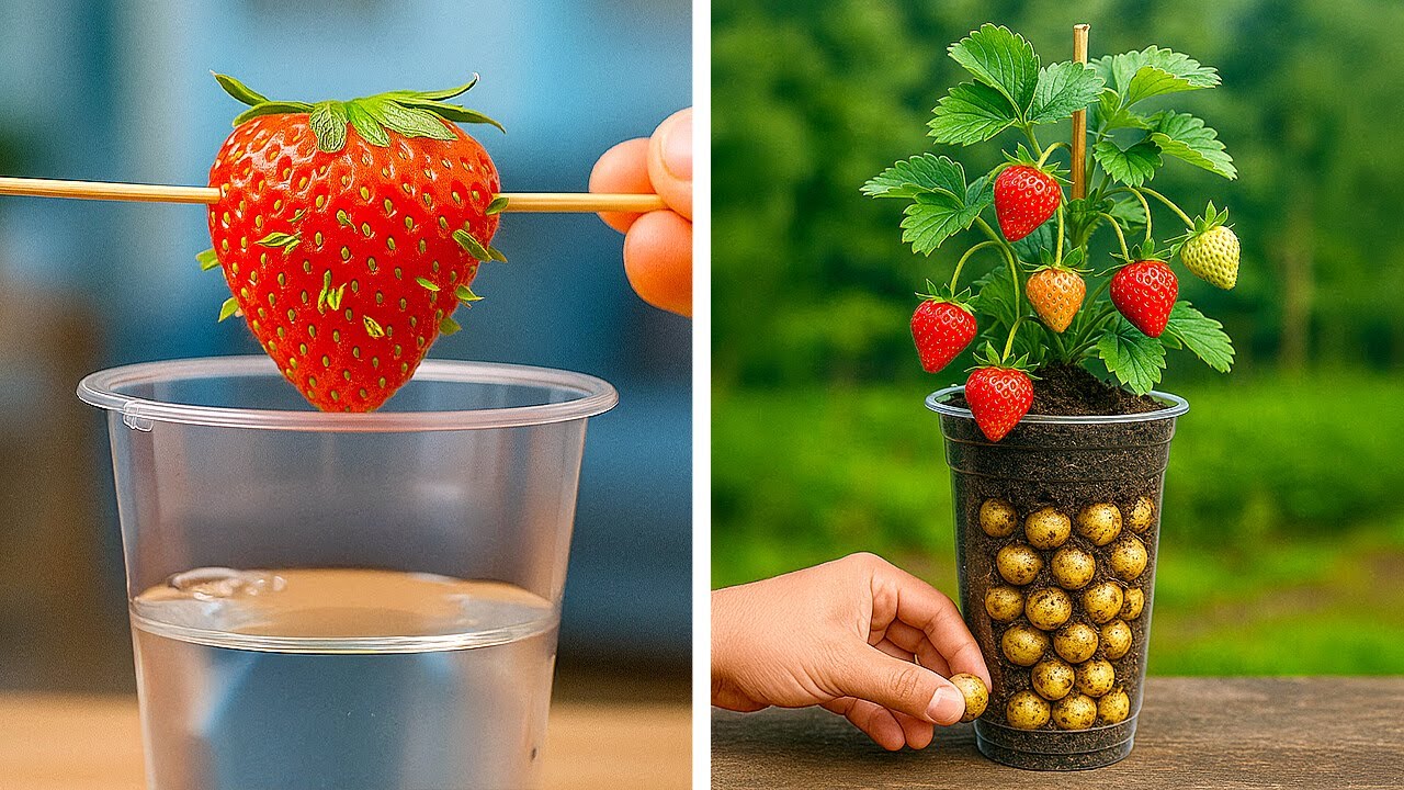 🍓 GENIALE G&Auml;RTNERTIPPS F&Uuml;R PFLANZENLIEBHABER! Einfache Tricks f&uuml;r gesunde Pflanzen 🌿✨
