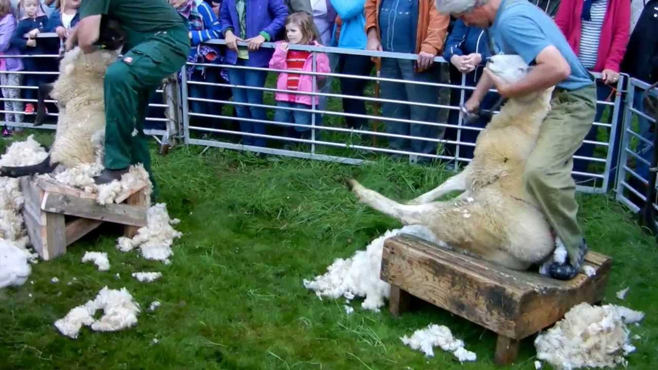 Parkfest in Tating.Schafe Scheren