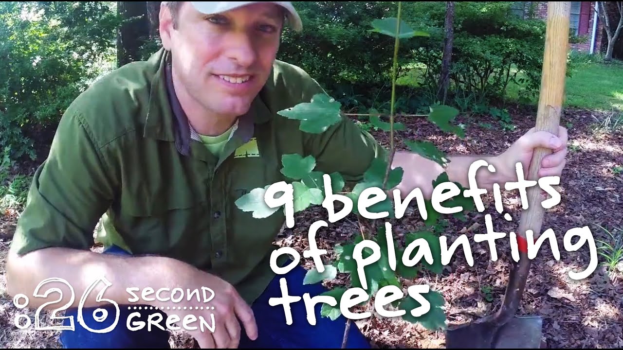 9 Benefits of Planting Trees | 26 Second Green