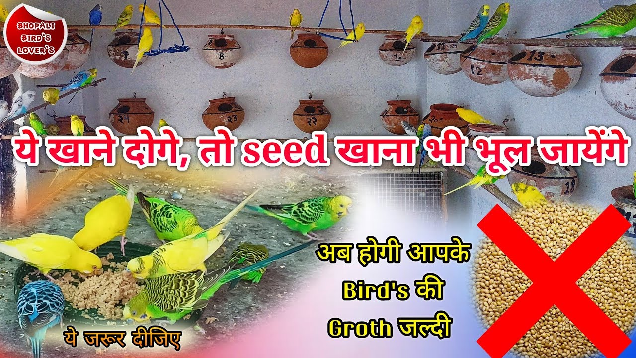 Budgie's breeding ke liye Formula//अगर ये खायेंगे तो होंगे स्वस्थ #birds