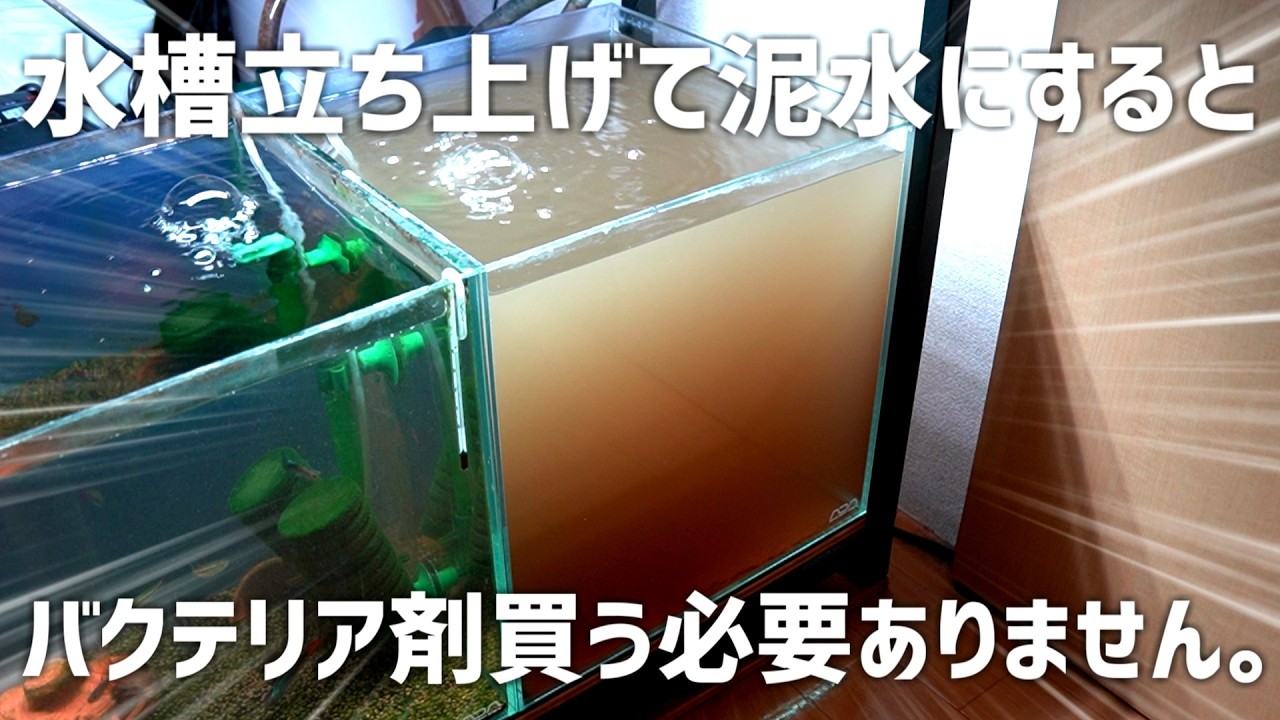 泥水水槽が凄い。0円で2日後に生体導入できる立ち上げ方法教えます。#684【アクアリウム】