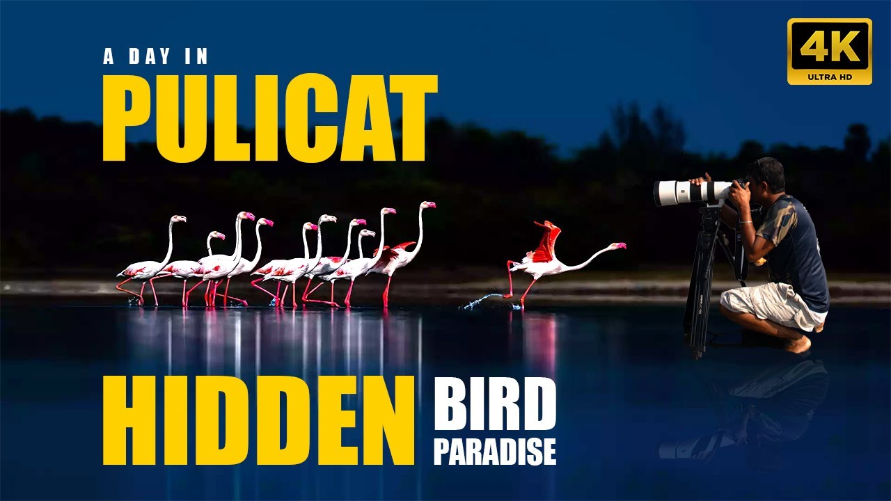 Pulicat: The Secret Bird Sanctuary You Didn't Know Existed | Pazhaverkadu Vlog | Must-watch #birds