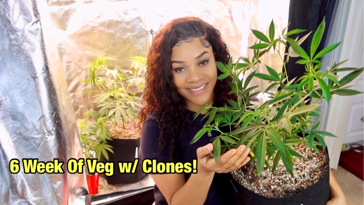 Indoor Cannabis | 6 Week Update 🌱 (Platinum Kush + Granimals)