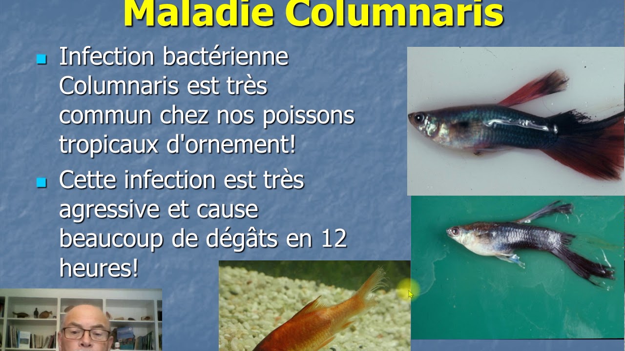 Nr.8: Infections bactériennes: maladie des poissons d'aquariums: avis pour prévention & traitement