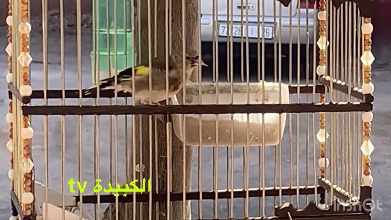 أصحاب اللغة الودانية يبانو chardonneret Marrakech...(تغريد الحسون) #birds @Alkbida