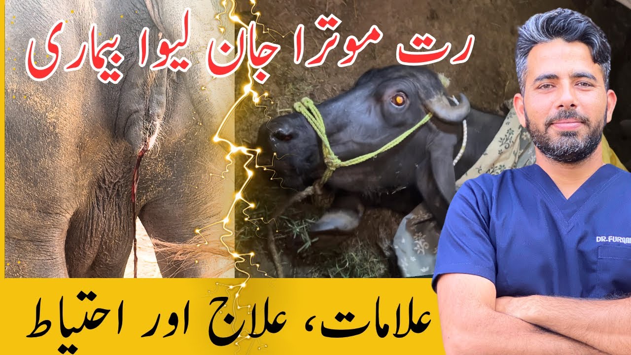 Red water in cattle | hemoglobinurea | babesiosis | bacillary hemoglobinurea | Dr Furqan Basheer