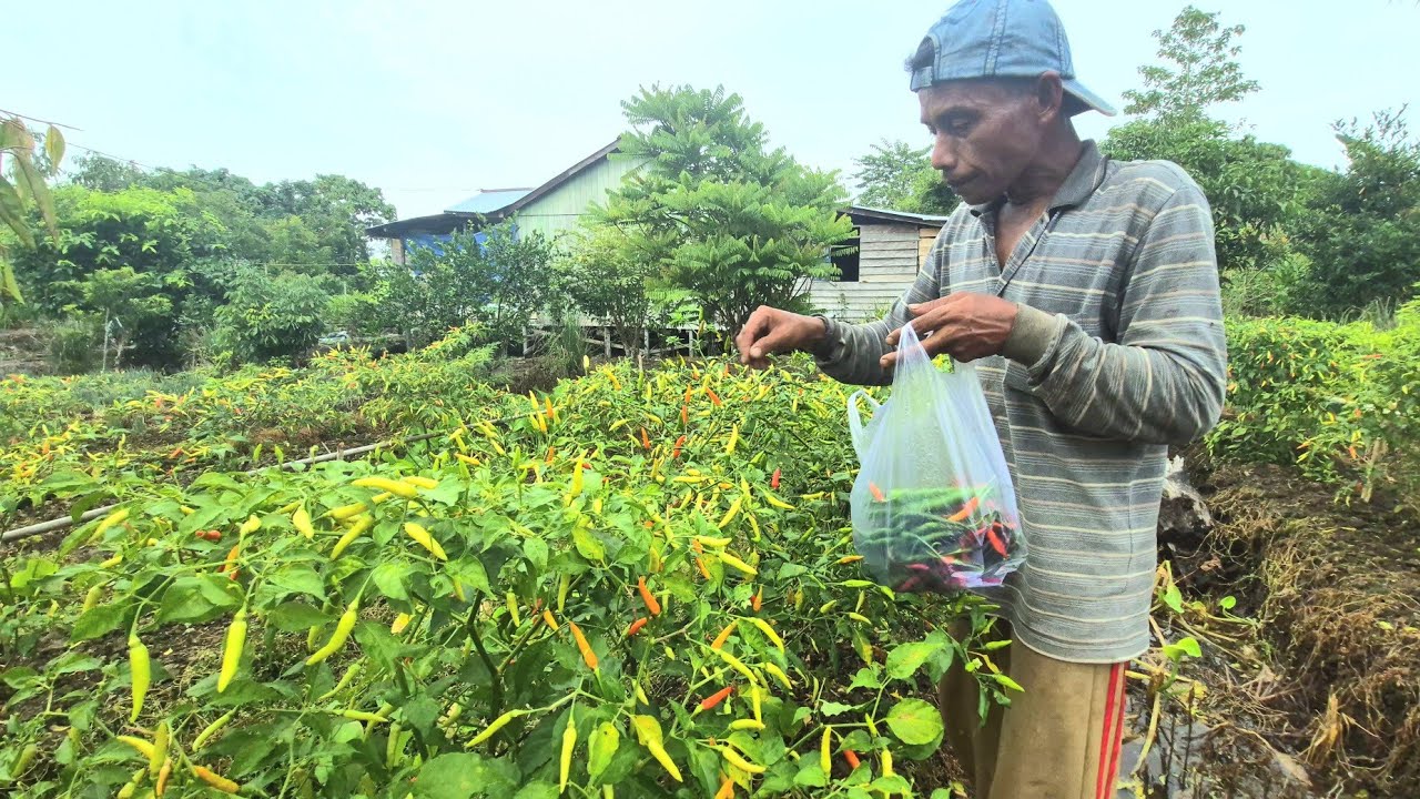 INI ALASAN PAK EKO MAKIN SEMANGAT KELOLA LAHAN & BERKEBUN LAHAN RANTAU TRANSMIGRASI KALIMANTAN UTARA