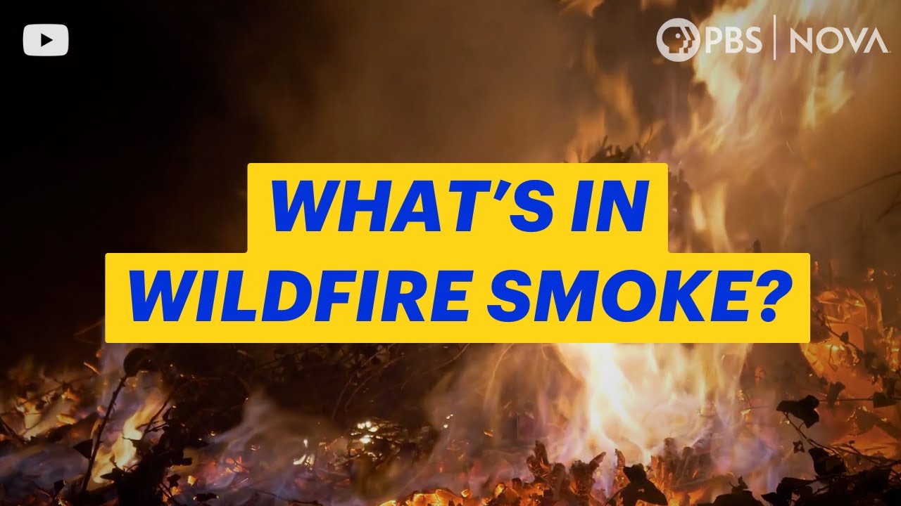 There&rsquo;s Something Living in Wildfire Smoke | NOVA | PBS
