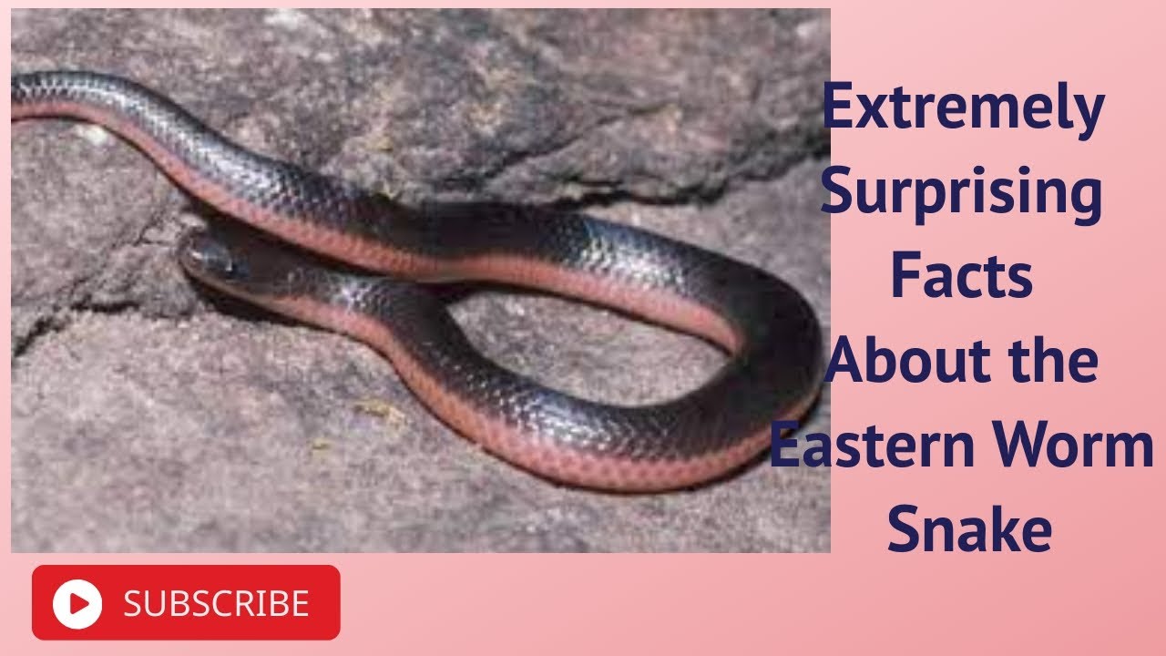 Extremely Surprising Facts About the Eastern Worm Snake