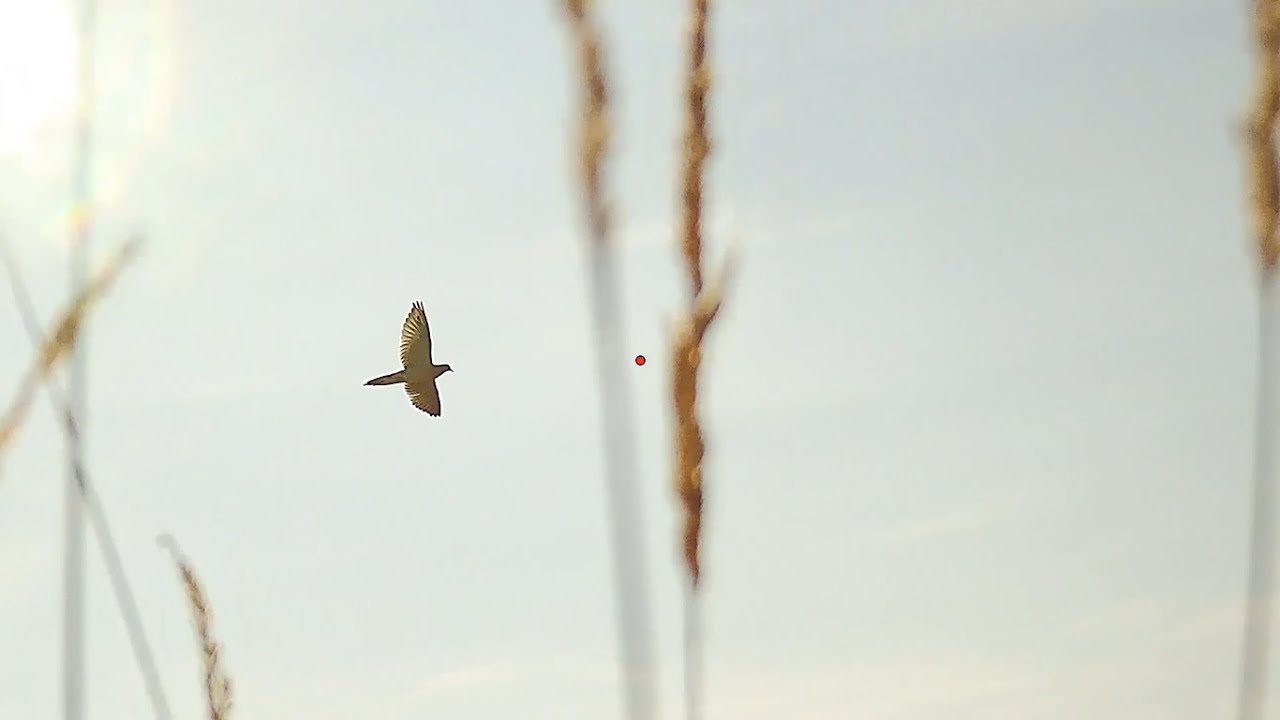 2024 Dove season is here! Unseen footage from last year