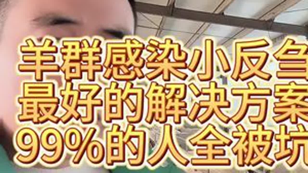 #养羊人 #小反刍 #小反刍兽疫 #农村养羊 #三农