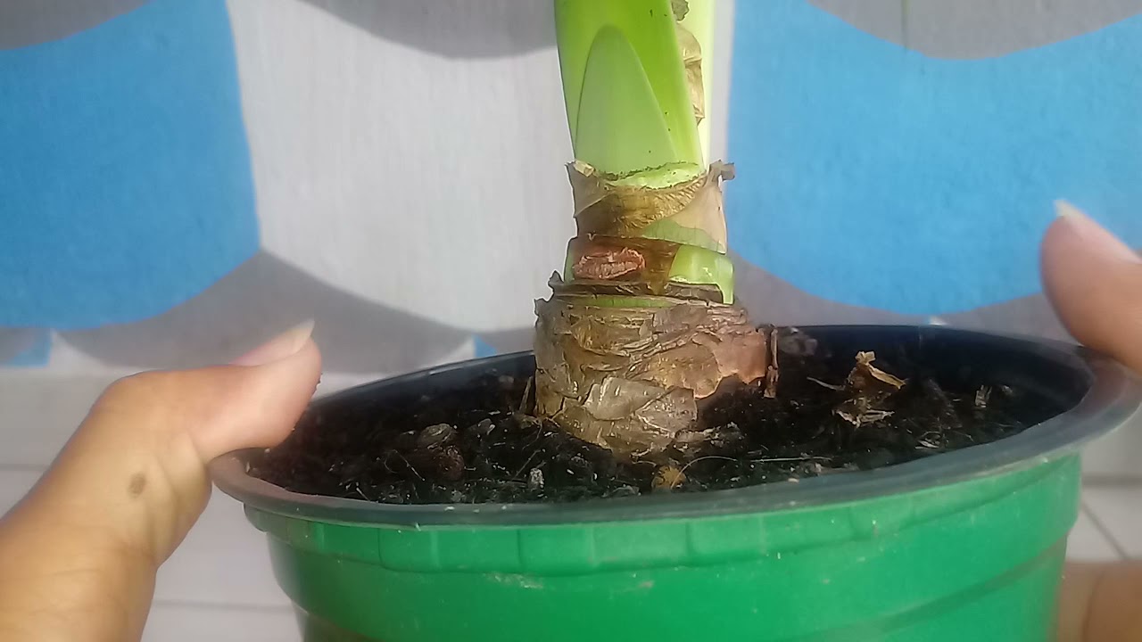 AMARILIS: COMO FAZER ESSA PLANTA VOLTAR A FLORIR ??