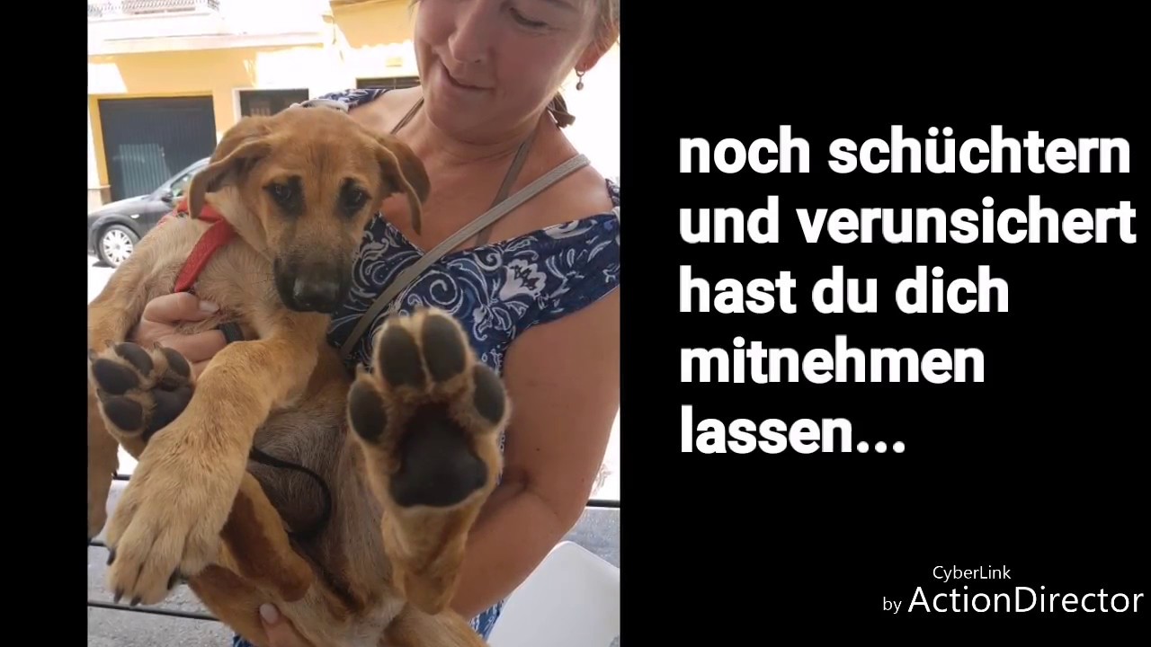 Hundehilfe Motril ❤&auml;ngstlicher Welpe gerettet❤was f&uuml;r ein Wandel in nur einem Tag