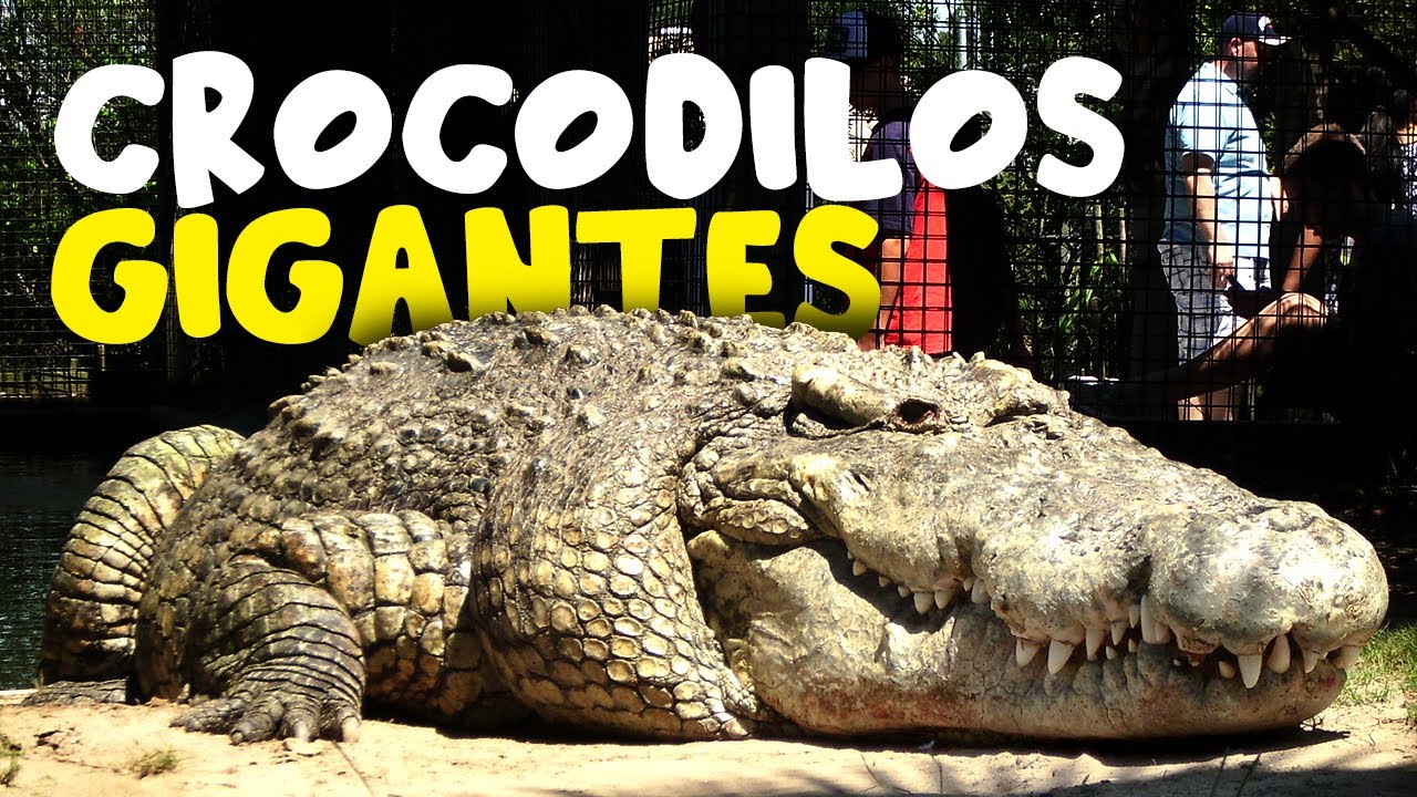 Os 10 MAIORES CROCODILOS da história que você PRECISA conhecer