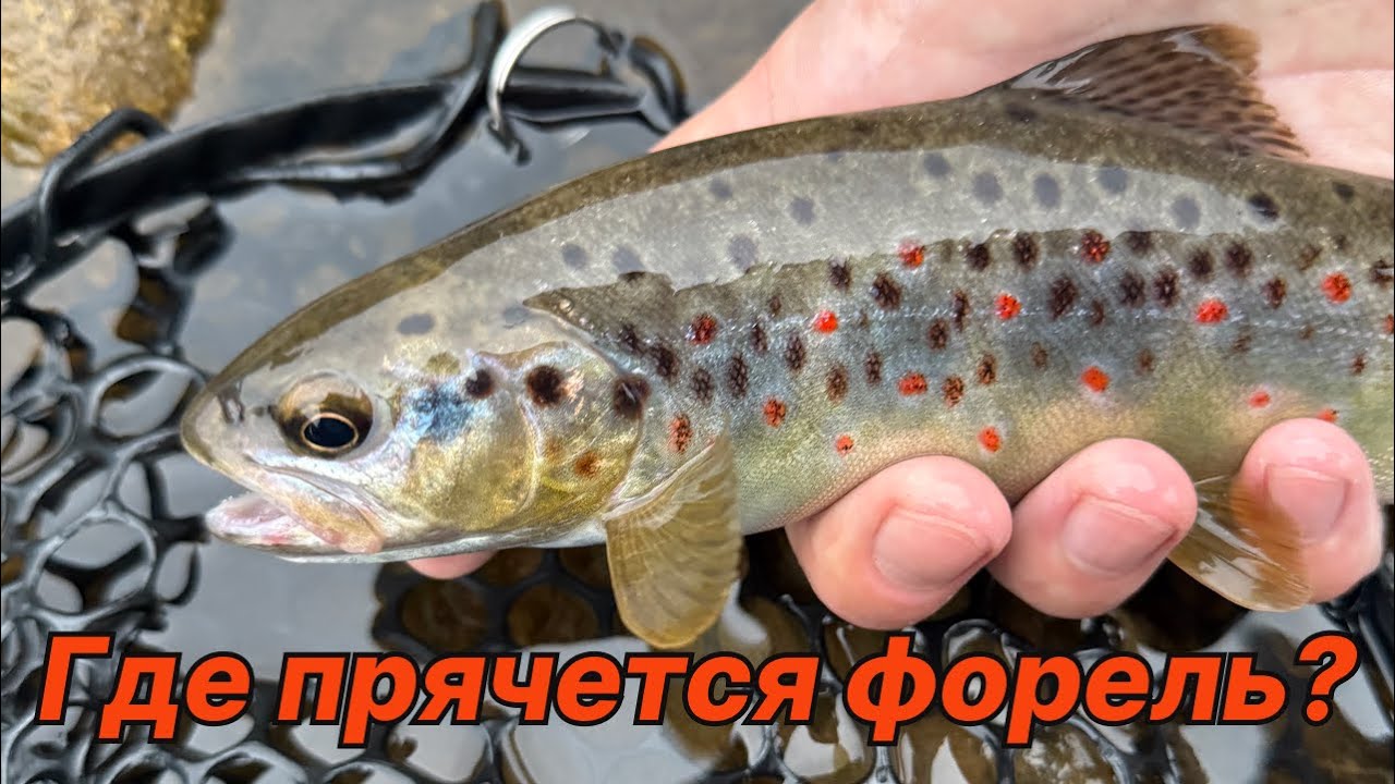 ГДЕ ПРЯЧЕТСЯ ФОРЕЛЬ, КОГДА ПЕРЕКАТЫ ПУСТЕЮТ?