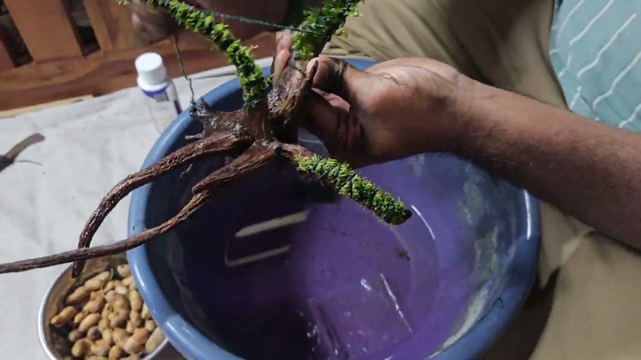 ஏன் பிளானட் டேங்க்குக்கு என்ன ஆச்சு பார்ட் 2 planted tank part2 & moss.Rd.aquarium,Thiruvathigai
