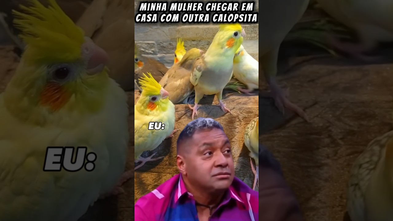 QUANDO MINHA MULHER CHEGA EM CASA #🏠 COM OUTRA CALOPSITA 😂😂 -#calopsita #bird #queronao #viral