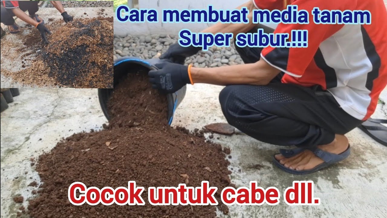 Cara membuat medai tanam yang subur dan cocok semua jenis tanaman.#cabe #mediatanam