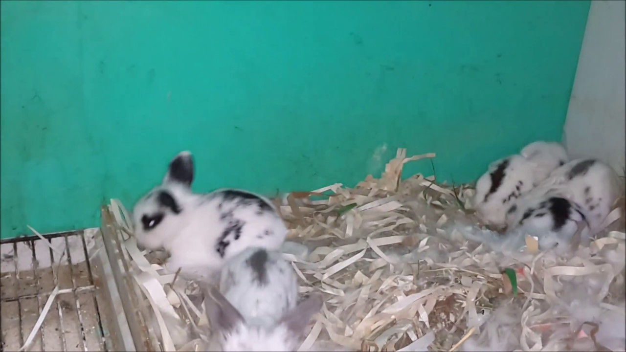 YAVRU TAVŞANLARIN GELİŞİMİ  (1-17 GÜN ARASI) & Growing of the Puppy Rabbits  (1-17 DAY BETWEEN)