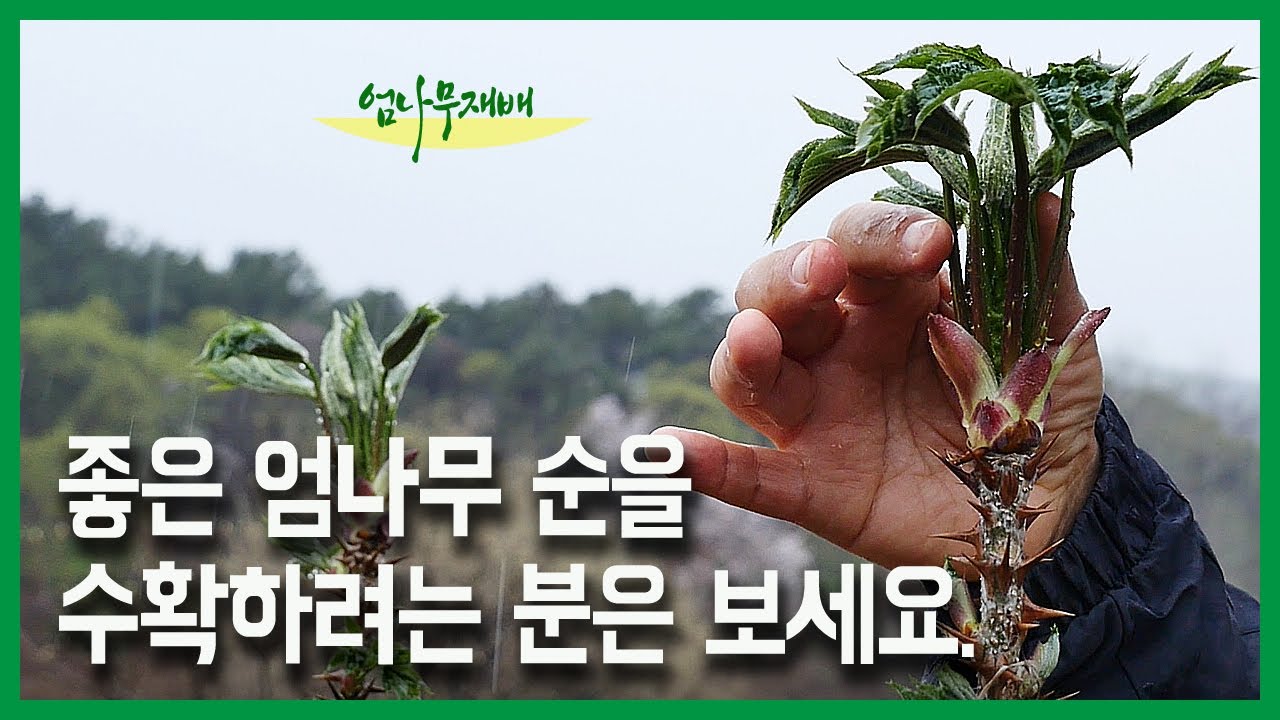 좋은 엄나무 순을 수확하려는 분들은 보시기 바랍니다.