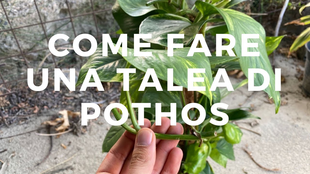 Come fare UNA TALEA DI POTHOS: talea in terra, e talea in acqua!