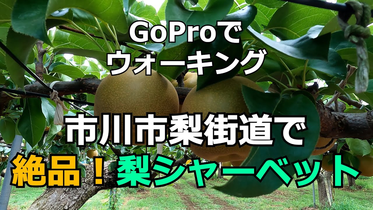 GoProでウォーキング 梨街道（国道464号線）を歩く　梨の特産地、千葉県市川市　勘兵衛園の極上! 和梨シャーベット