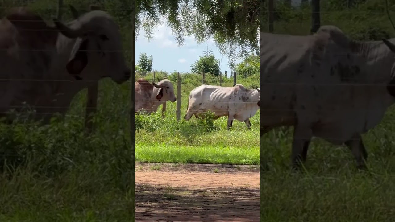 DOADORAS FAZENDA MUTUM!