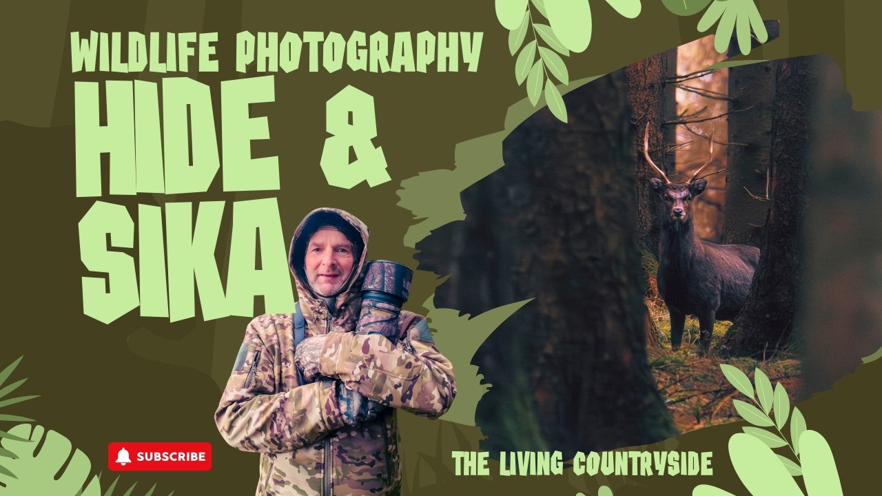 Wildlife Photography.  Hide & Sika with exteme ISO