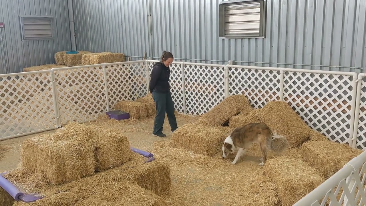 River's first Barn Hunt Novice trial