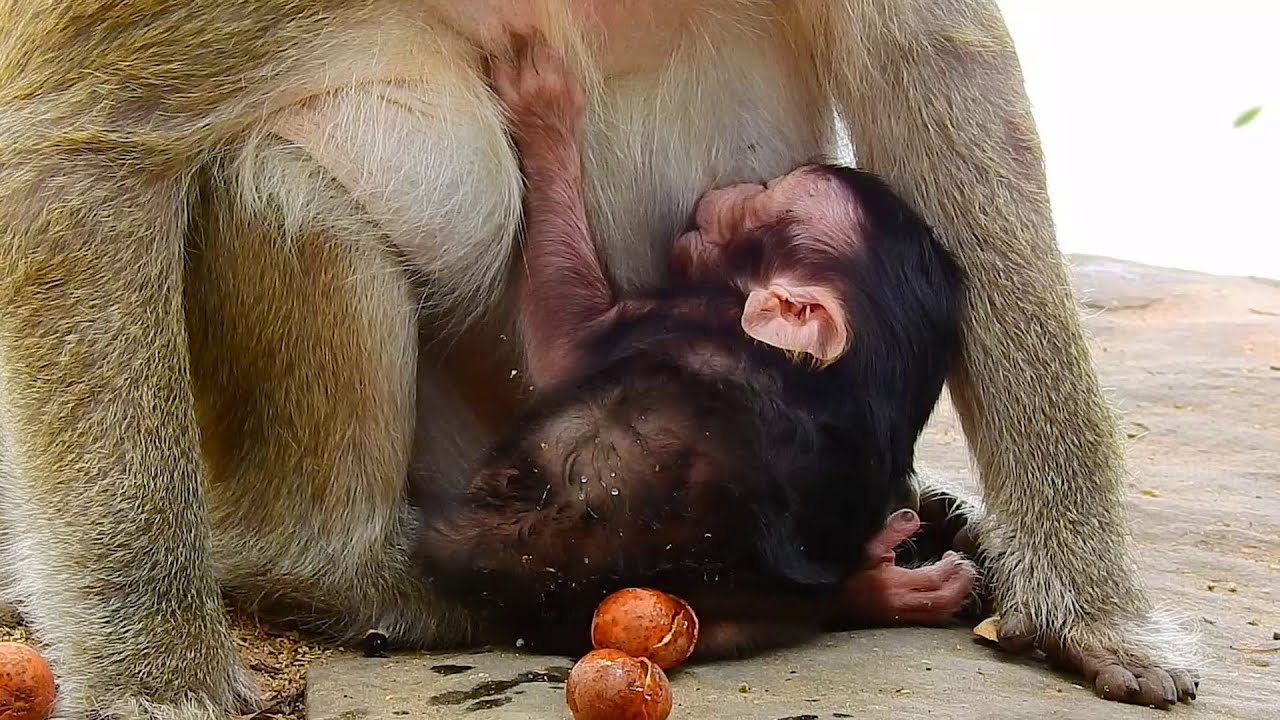 ADORABLE BABY MONKEY GOT MILK | ALE CUTIES REALLY BLACK