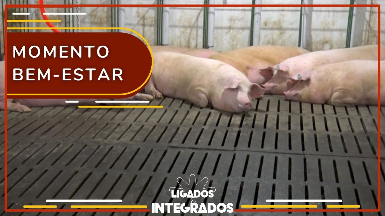 Suinocultura: piso vazado evita acúmulo de dejetos na granja | Ligados&Integrados - 01/11/2022