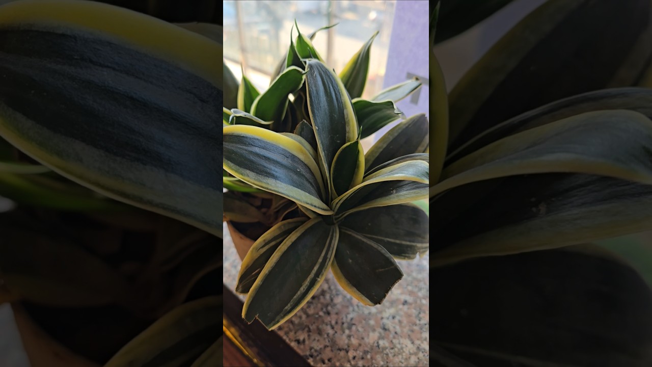 Golden Hahnii Snake Plant | Low Maintenance Indoor Beauty 🌿