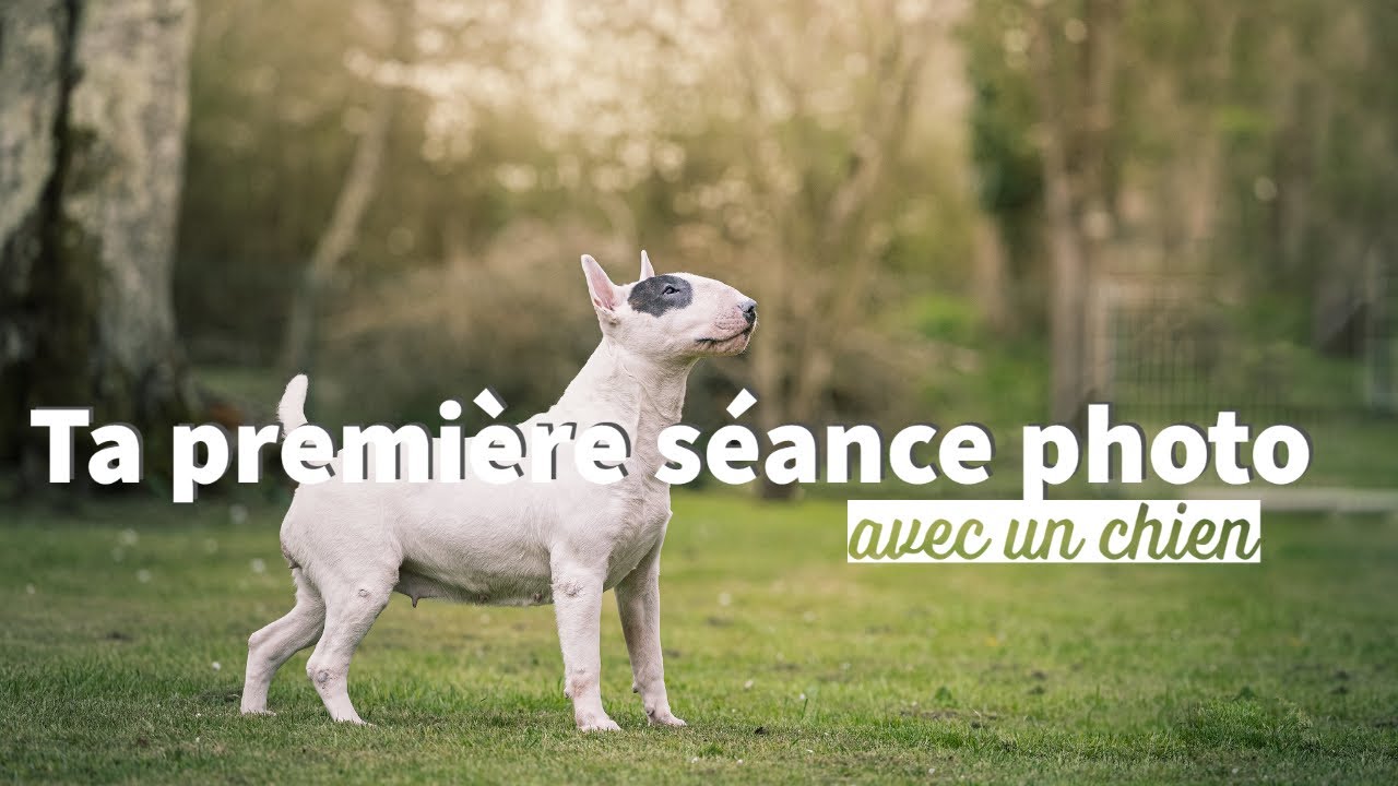 Tout ce que tu dois savoir pour ta première séance photo avec un chien - Photographie canine