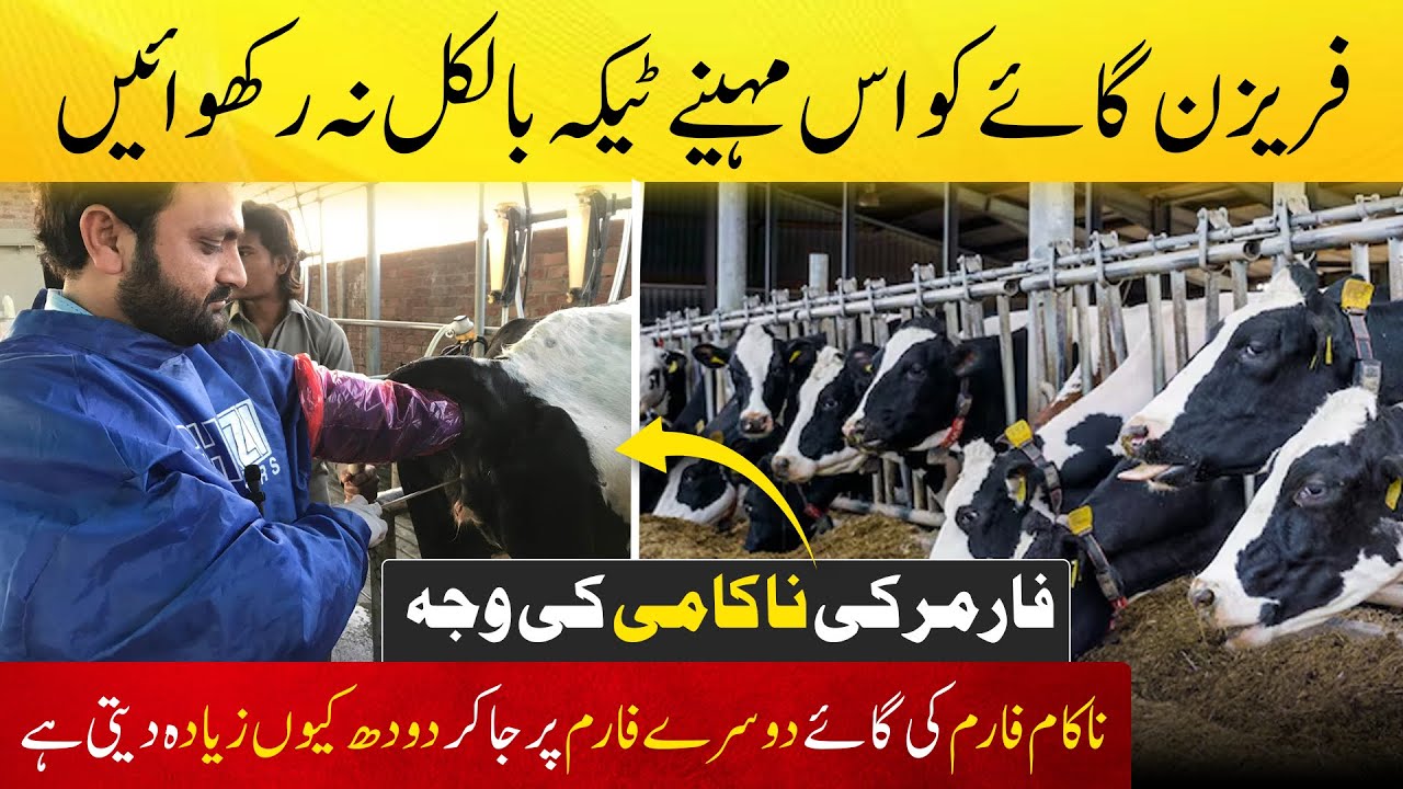 Failure of dairy farm | Dairy farms ki nakami ki waja | breeding strategy for Friesian cows 