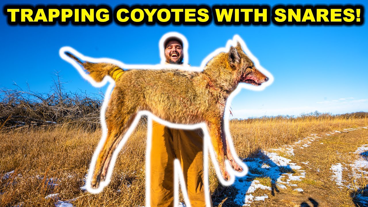Trapping COYOTES at My ABANDONED RANCH with SNARES!!!