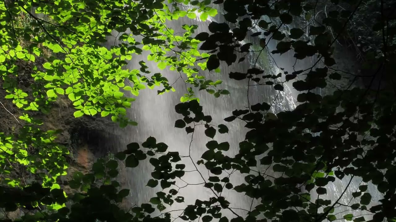 Relaxing Nature Sounds & Gentle Music │Nature calm