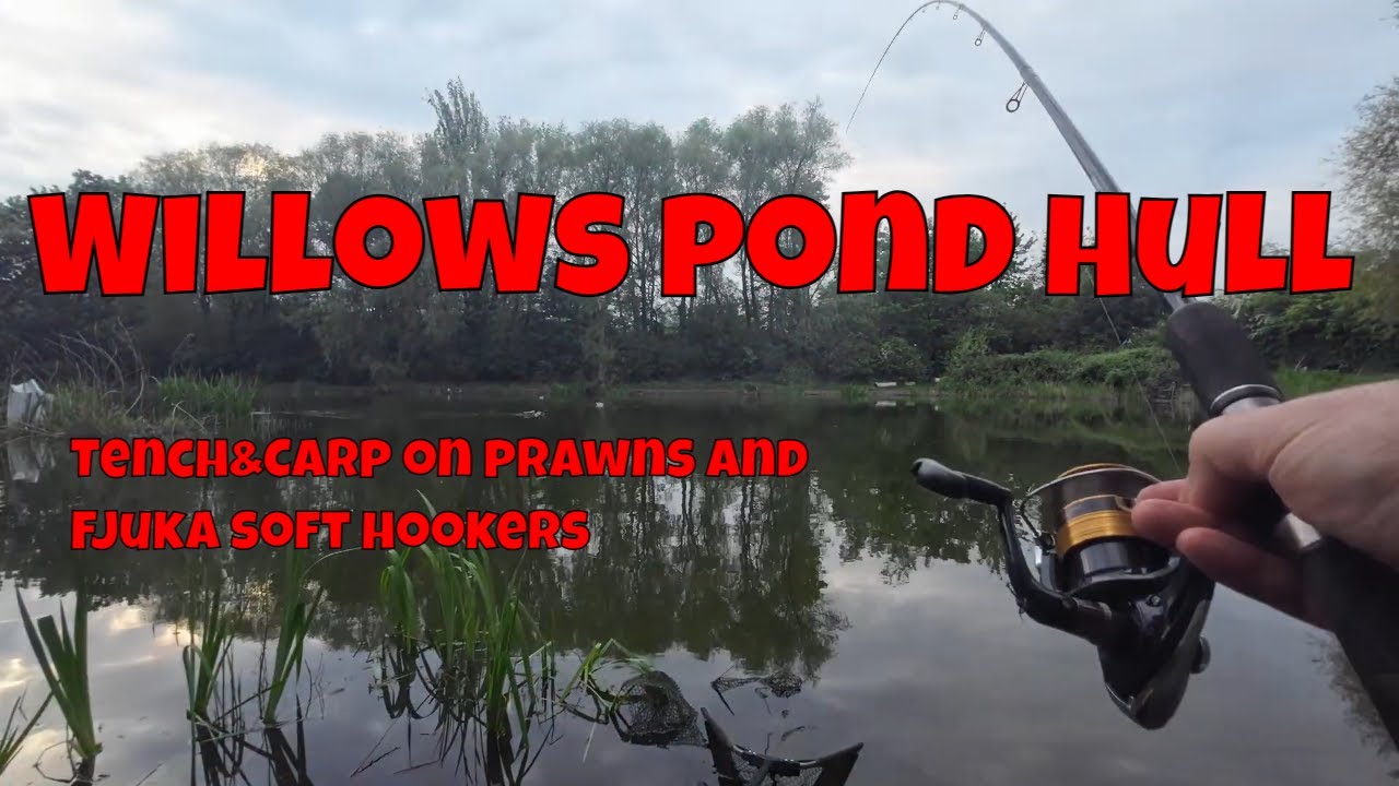 Tench and Carp on prawn and Fjuka bait,  Willows Hull.