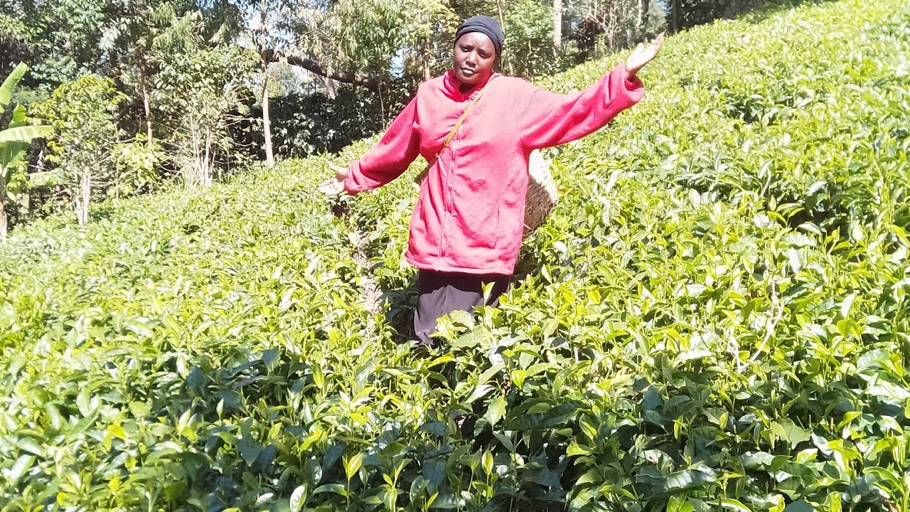 AFRICAN VILLAGE LIFE (Picking Tea 🍵🍵☕☕☘️🌵 very enjoyable by connecting with nature.)
