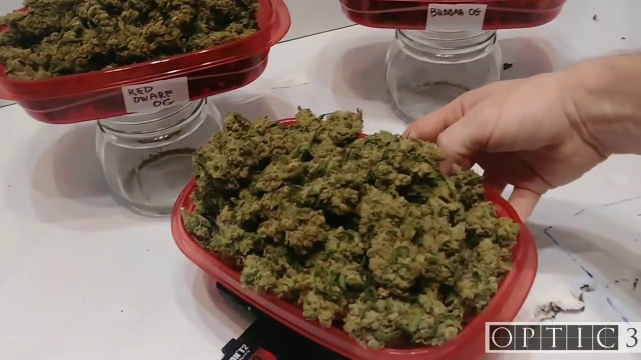 LED Harvest results 3 plants  Optic 3 COB LED   Dry weight & Grams per watt 720p
