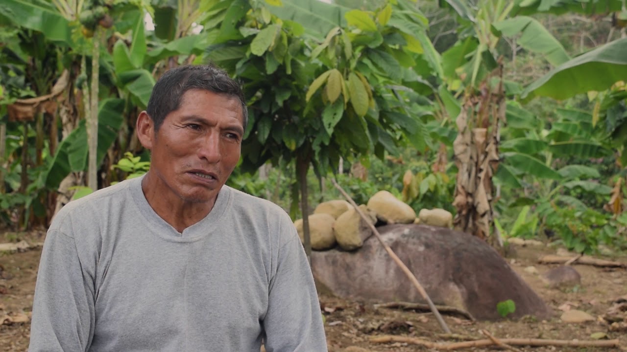 Cacao nativo de Pangoa: cultivo sostenible y resiliente