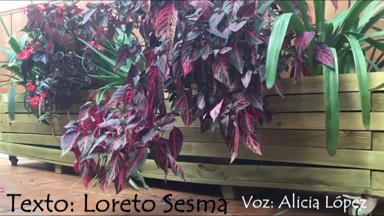 Despegar -  Loreto Sesma