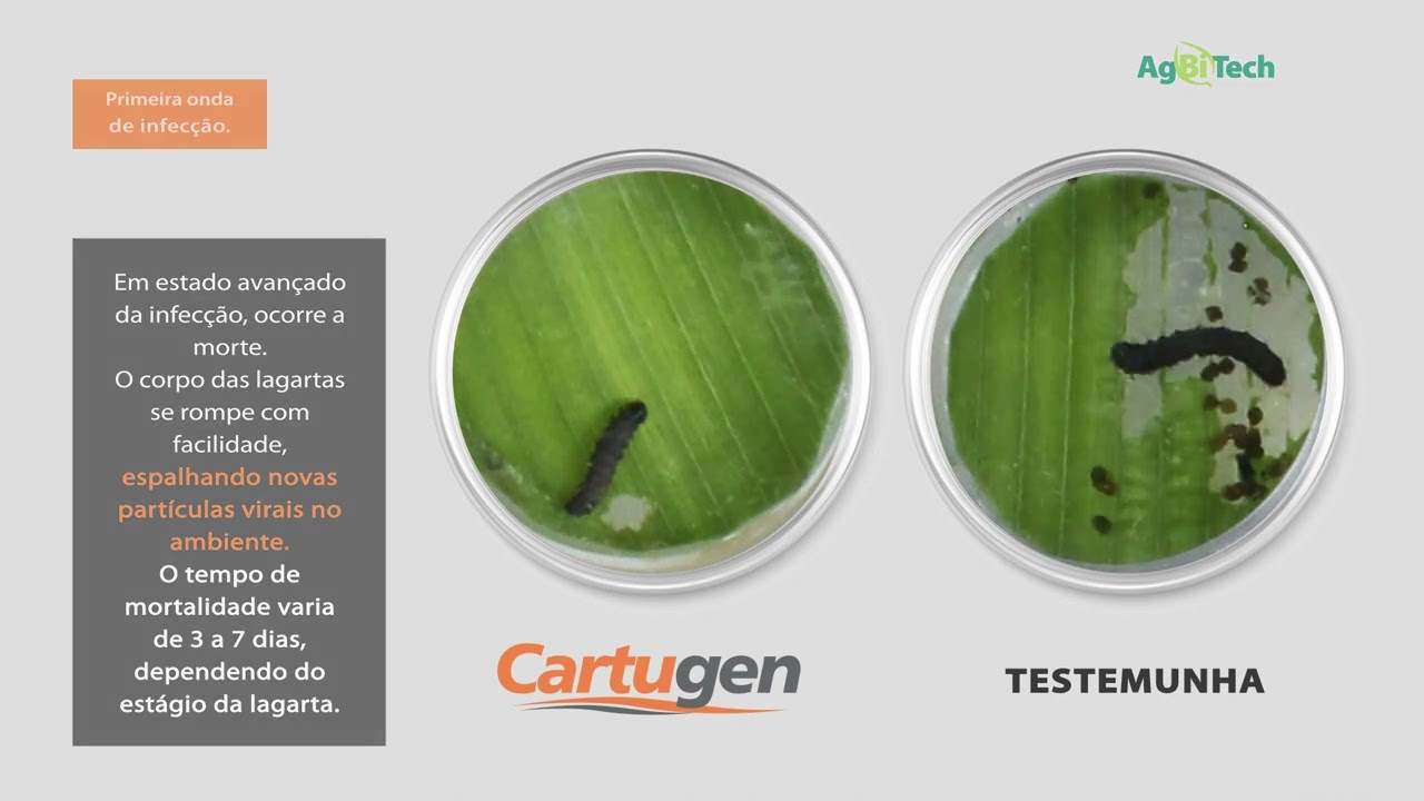 Modo de a&ccedil;&atilde;o completo do produto Cartugen vs testemunha