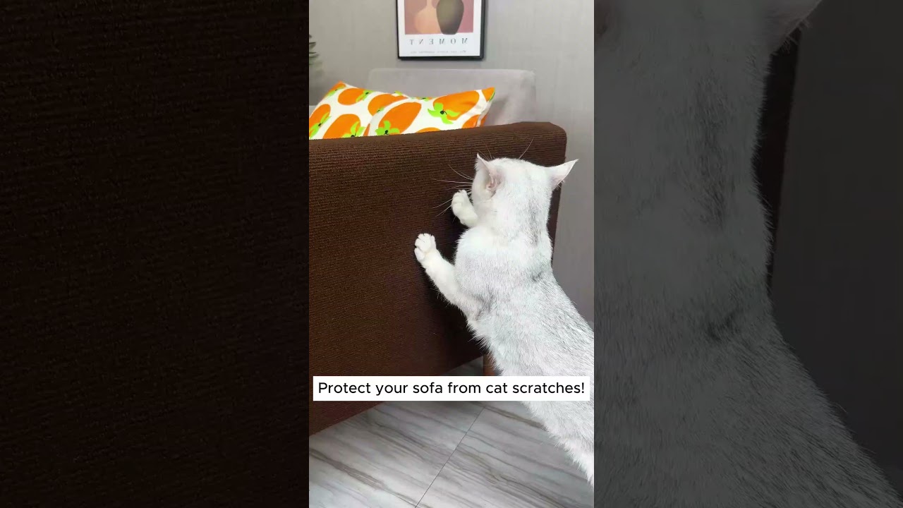 Easy Hack to Stop Cats from Scratching Your Couch! #couch #sofa #cats #catlovers