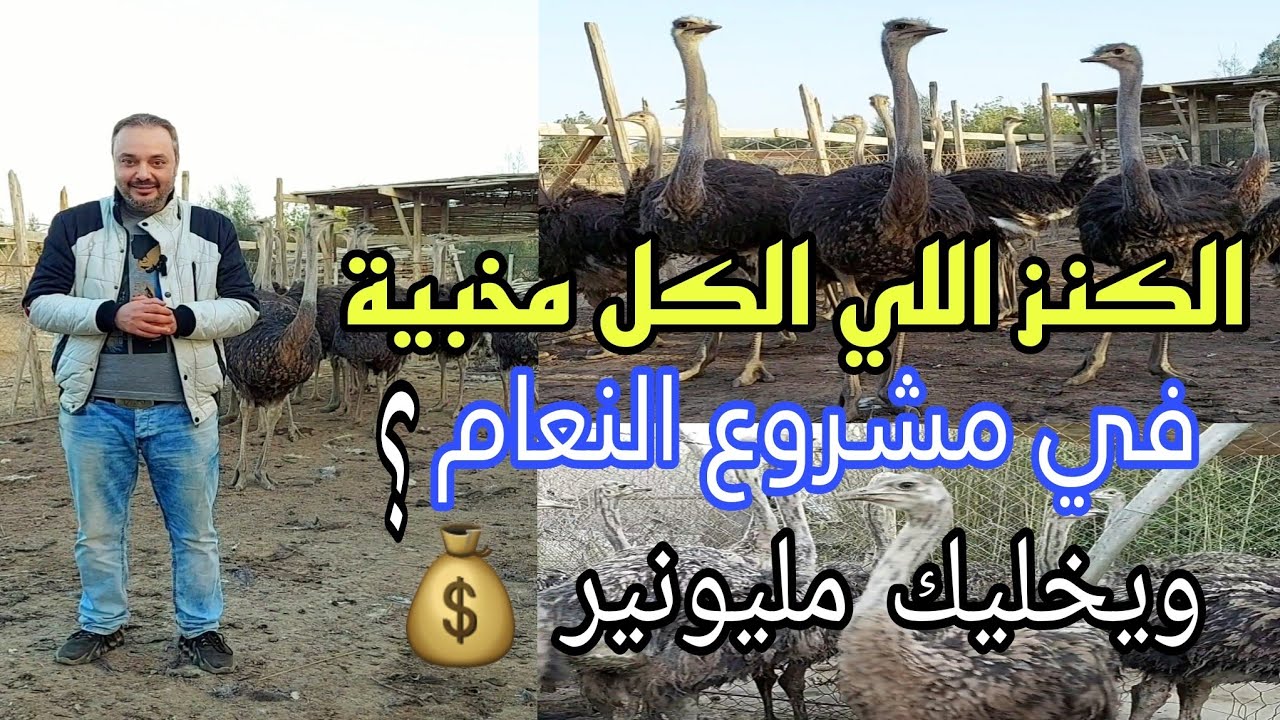 سر في مشروع النعام الكل مخبيه هنعرفك ازاي تكسب بدون خسارة