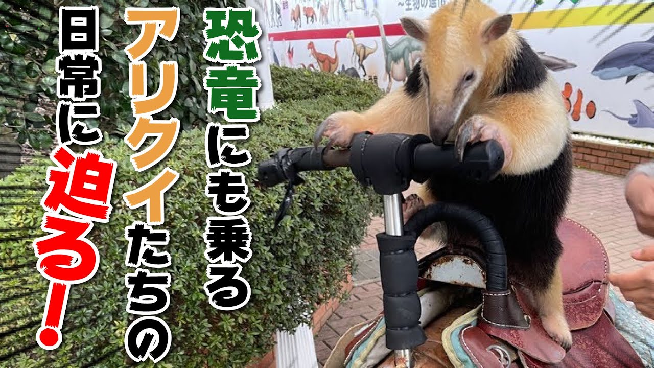 【生配信アーカイブ】ミナミコアリクイの日常
