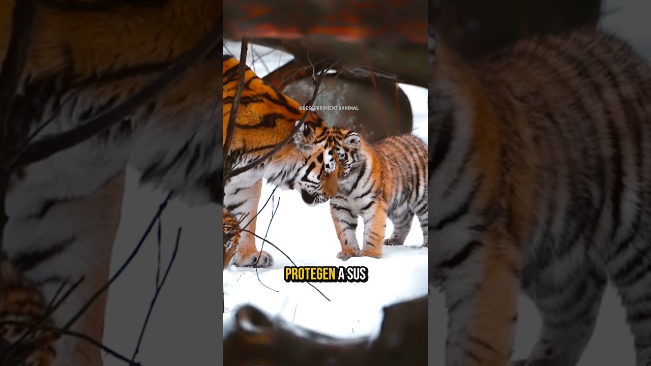 10 animales que protegen a sus cr&iacute;as incluso m&aacute;s que los humanos #mundoanimal #wildlife