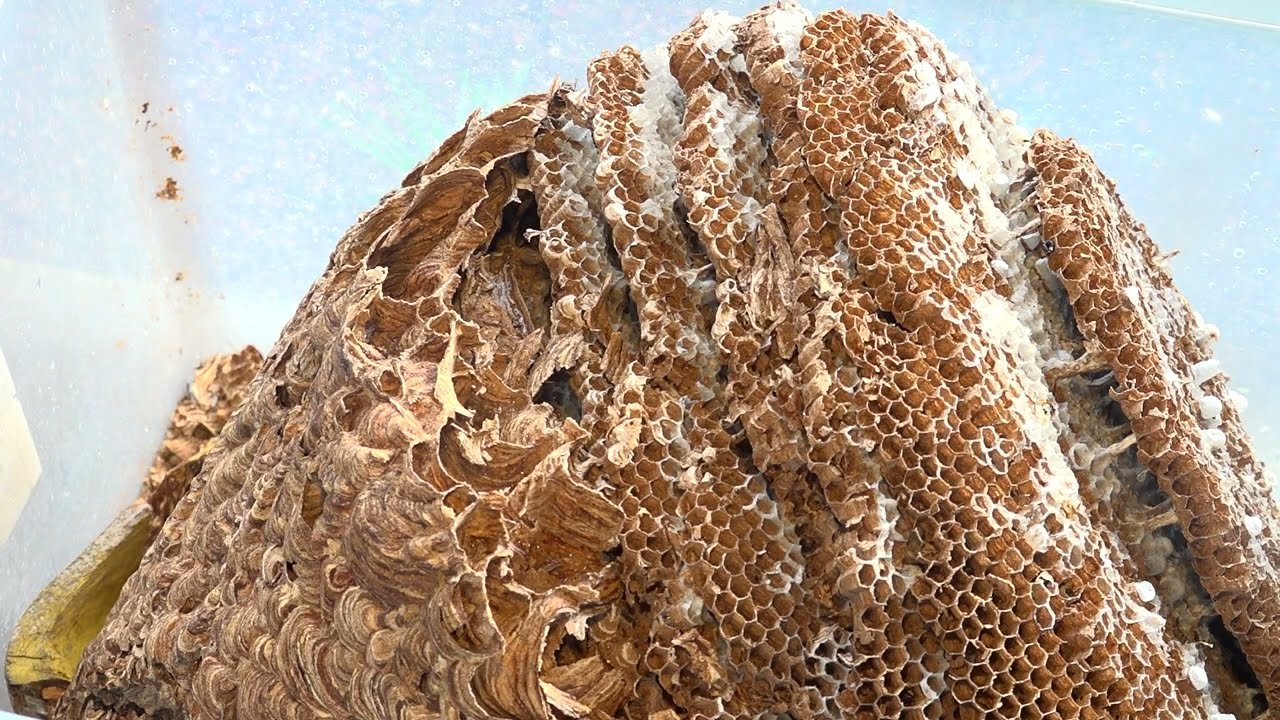 Aziatische hoornaar actief: meld en help bestrijden