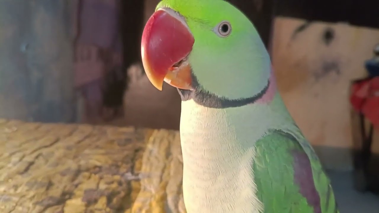 आज टूटू मस्ती के मूड में है 😯 #vlog #parrot #trending 