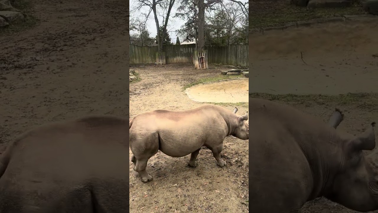 Baby Rhino Running at the Cleveland Metroparks Zoo!