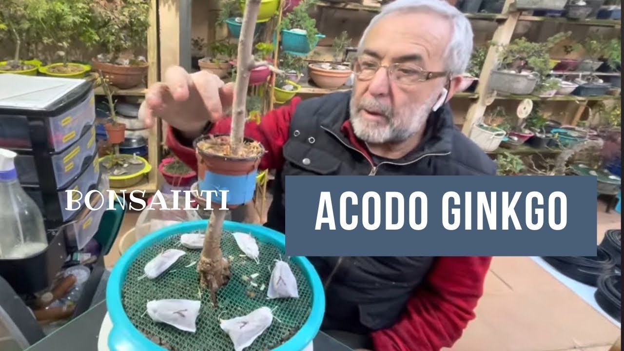 🌿 Acodo en Ginkgo biloba de vivero
